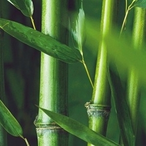 대나무 Bamboo [프랑스]